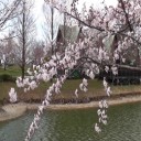 ちょっと早い落合公園の桜2019　～動画視聴公開！！！～
