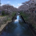 お花見