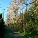 与兵池の桜並木