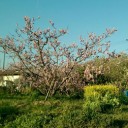 与兵池の桜並木
