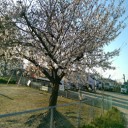 与兵池の桜並木