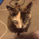 例によって激睡魔に襲われて昏倒。半ナマ仮死状態？から決死の復旧。　（午後の詐欺妖怪死～☆）