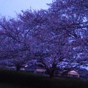 お花見