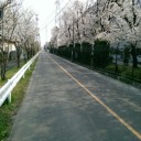 実は愛知県春日井市の市章と市の花は「桜」です～！！！