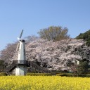 今年の桜