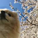 今年の桜