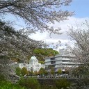 まだ咲いてる