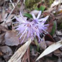 山野草の写真（4/14）