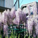 町内の藤＆我が家の春の花
