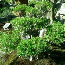 町内の藤＆我が家の春の花