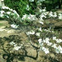 町内の藤＆我が家の春の花