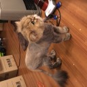 虎刈り猫