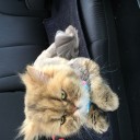 虎刈り猫