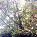 桜餅の木