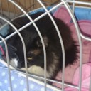 にゃん助
