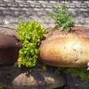 道端の花