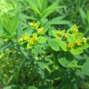 山野草の写真（5/4）