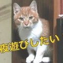 のらこねこ・・・