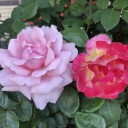 Stop and smell the roses