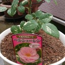 薔薇の鉢植え