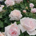 薔薇の香りで回復？