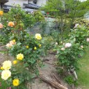 雨の一日