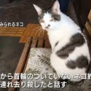 なかまがいるらしい・・・