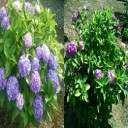 紫陽花の色が変わった！