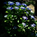 紫陽花の色が変わった！