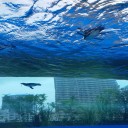 空飛ぶペンギン