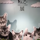 猫がかわいいだけ展