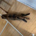 猫に癒されつつ