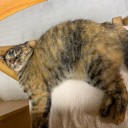 猫に癒されつつ