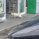 スマホの写真整理してたら・・