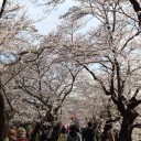 桜サイクリング2019