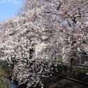桜サイクリング2019