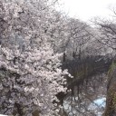 桜サイクリング2019
