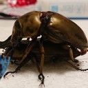 ローゼンベルグオウゴンオニ