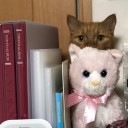 紋ちゃんが可愛いから・・・