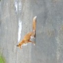キツッネ