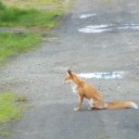 キツッネ