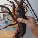 おくんちと伊勢エビ