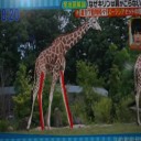 キリンは何故！肩がこらない？！