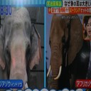 ゾウは何故！耳が大きい？！
