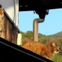 いぬとねことおばさん・・・