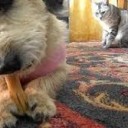 いぬとねことおばさん・・・