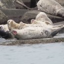 北海道の旅・・・最終日（ゴマフアザラシ越冬地）