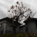 柿の木切る。