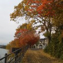 瀬田川の紅葉