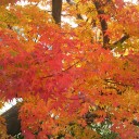 瀬田川の紅葉